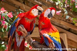 Macaw Mountain - Copán Ruinas - Honduras