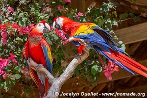 Macaw Mountain - Copán Ruinas - Honduras