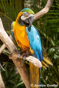 Macaw Mountain - Copán Ruinas - Honduras