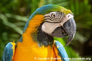 Macaw Mountain - Copán Ruinas - Honduras