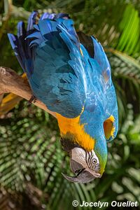 Macaw Mountain - Copán Ruinas - Honduras