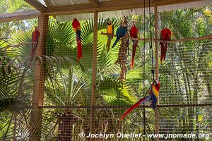 Macaw Mountain - Copán Ruinas - Honduras