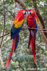 Macaw Mountain - Copán Ruinas - Honduras