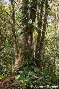 Parque Nacional Montaña de Celaque - Honduras