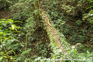 Parque Nacional Montaña de Celaque - Honduras