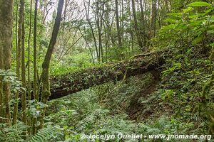 Parque Nacional Montaña de Celaque - Honduras