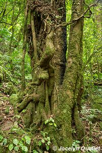 Parque Nacional Montaña de Celaque - Honduras