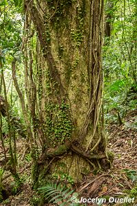 Parque Nacional Montaña de Celaque - Honduras