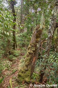 Parque Nacional Montaña de Celaque - Honduras