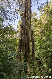 Parque Nacional Montaña de Comayagua - Honduras