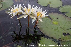 Lago de Yojoa - Honduras