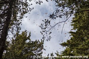 Cerro Pelon - Monarch Butterfly Biosphere Reserve - State of Mexico - Mexico