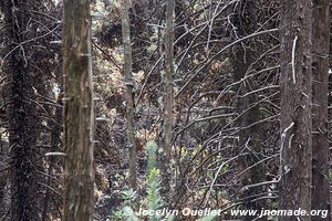 Cerro Pelon - Monarch Butterfly Biosphere Reserve - State of Mexico - Mexico