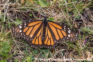 Cerro Pelon - Monarch Butterfly Biosphere Reserve - State of Mexico - Mexico