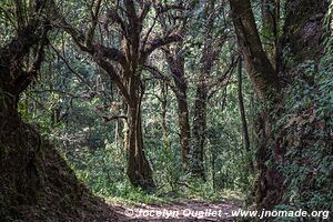 Cerro Pelon - Monarch Butterfly Biosphere Reserve - State of Mexico - Mexico