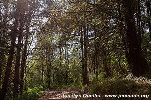 Cerro Pelon - Monarch Butterfly Biosphere Reserve - State of Mexico - Mexico