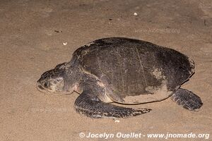 Sanctuario de la tortuga la Escobilla - Oaxaca - Mexique