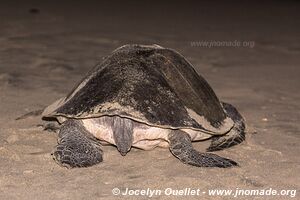 Sanctuario de la tortuga la Escobilla - Oaxaca - Mexique