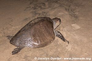 Sanctuario de la tortuga la Escobilla - Oaxaca - Mexique