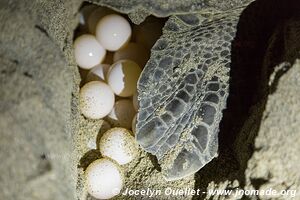 Sanctuario de la tortuga la Escobilla - Oaxaca - Mexico