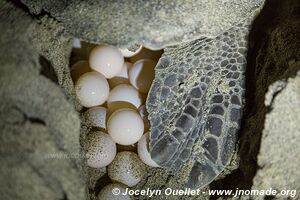 Sanctuario de la tortuga la Escobilla - Oaxaca - Mexique