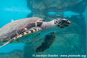 Centro Mexicano de la Tortuga - Mazunte - Oaxaca - Mexico