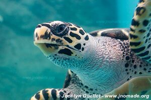 Centro Mexicano de la Tortuga - Mazunte - Oaxaca - Mexico