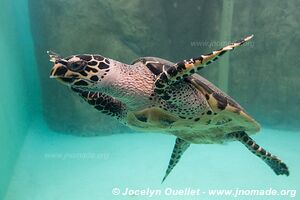 Centro Mexicano de la Tortuga - Mazunte - Oaxaca - Mexico