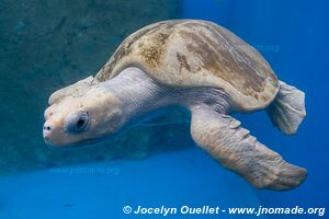 Centro Mexicano de la Tortuga - Mazunte - Oaxaca - Mexico