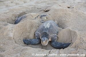 Sanctuario de la tortuga la Escobilla - Oaxaca - Mexico