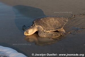 Sanctuario de la tortuga la Escobilla - Oaxaca - Mexique