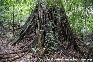 Palenque - Chiapas - Mexique