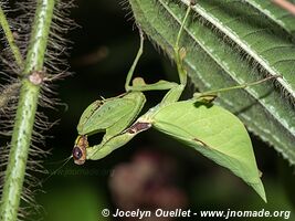 Route de Carti - Panama