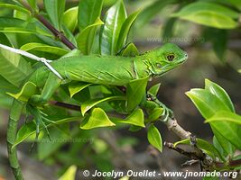 Área Protegida San Lorenzo - Panama