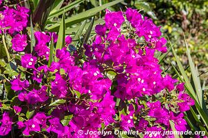 Ruta de las Flores - El Salvador