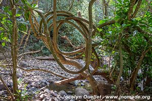 Bosque de Cinquera - El Salvador