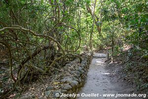 Bosque de Cinquera - El Salvador