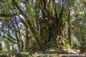 Cerro El Pital - El Salvador