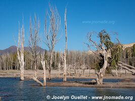 Potrerillos - Argentine