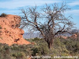 Parque Provincial Ischigualasto - Argentine