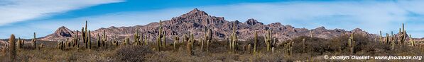 Parque Nacional Los Cardones - Argentine