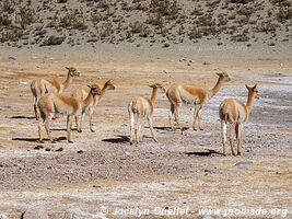 Reserva de Biósfera Laguna Blanca - Argentina