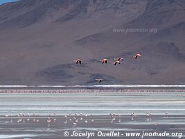 Route des lagunes - Bolivie