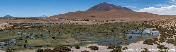 Route de Ollagüe à Uyuni - Bolivie