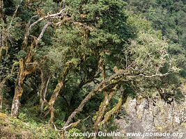 Reserva Nacional de Flora y Fauna Tariquía - Bolivie