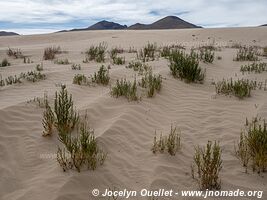 Réserve biologique Cordillera de Sama - Bolivie