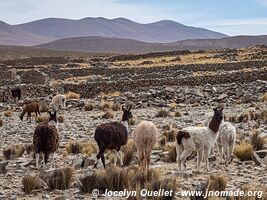 Cordillera de Sama Biological Reserve - Bolivia