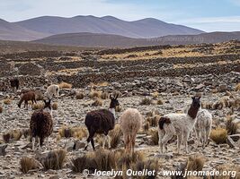 Réserve biologique Cordillera de Sama - Bolivie