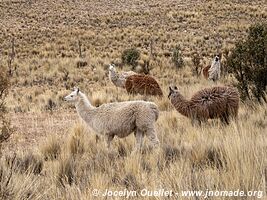 Réserve biologique Cordillera de Sama - Bolivie