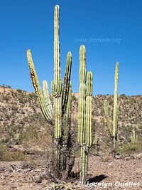 Trail from Palacio Tambo to Tarvita - Bolivia